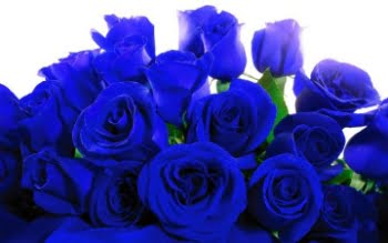 Significado Das Flores Azuis