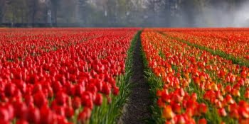 Significado De Tulipa Vermelha